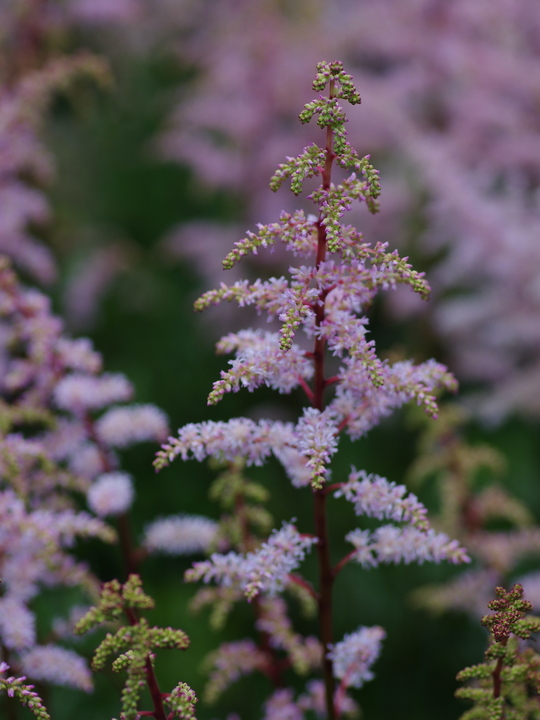 Astilbe 'Grete Pungel' (x arendsii)