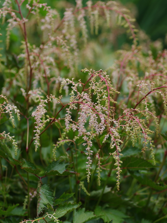 Astilbe 'Isa Hall'