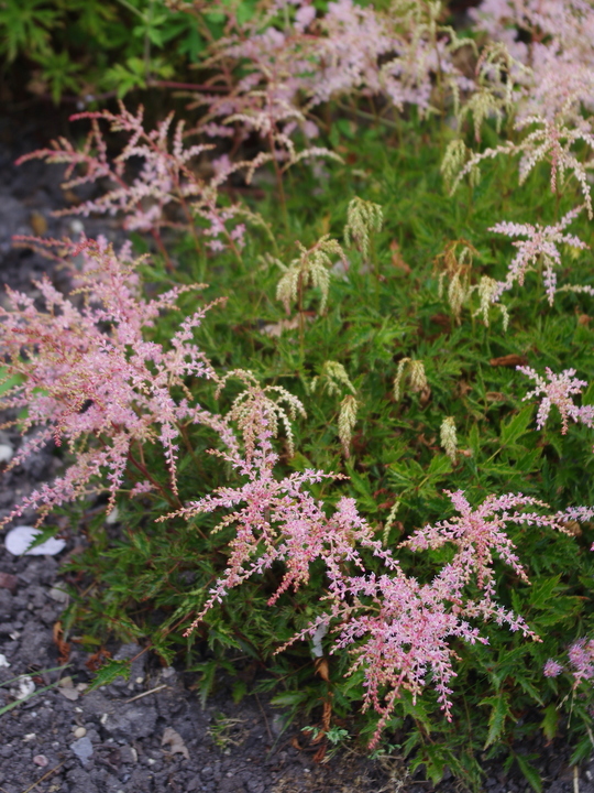 Astilbe 'Sprite' (simplicifolia hybrid)