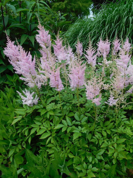 Astilbe 'Venus' (x arendsii)