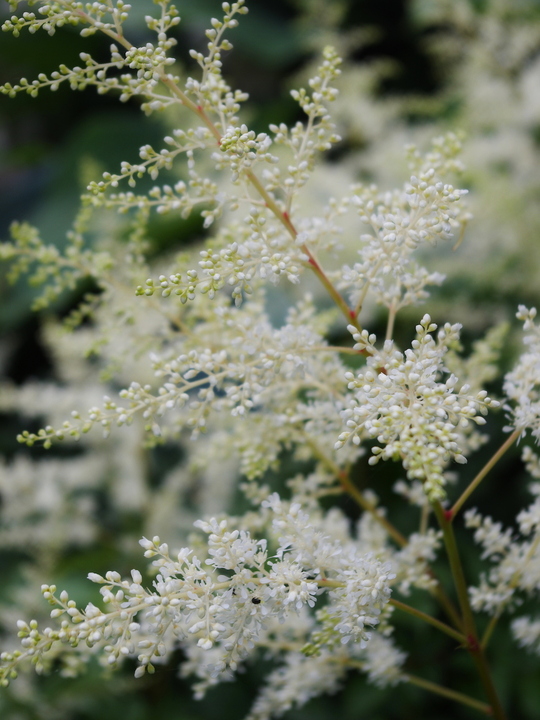 Astilbe 'Weisse Gloria' (x arendsii)