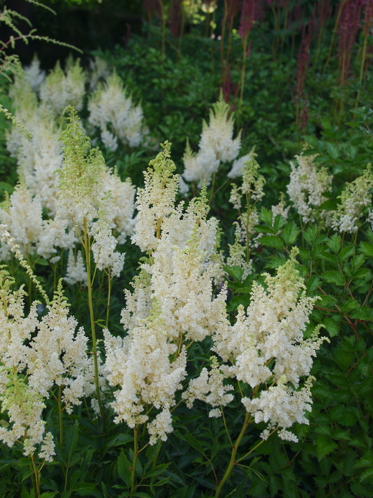 Astilbe 'Weisse Gloria' (x arendsii)