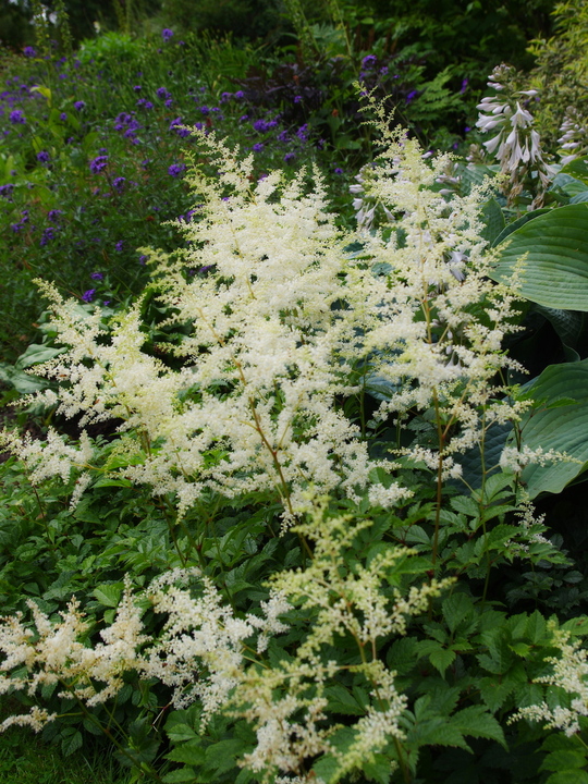 Astilbe - white