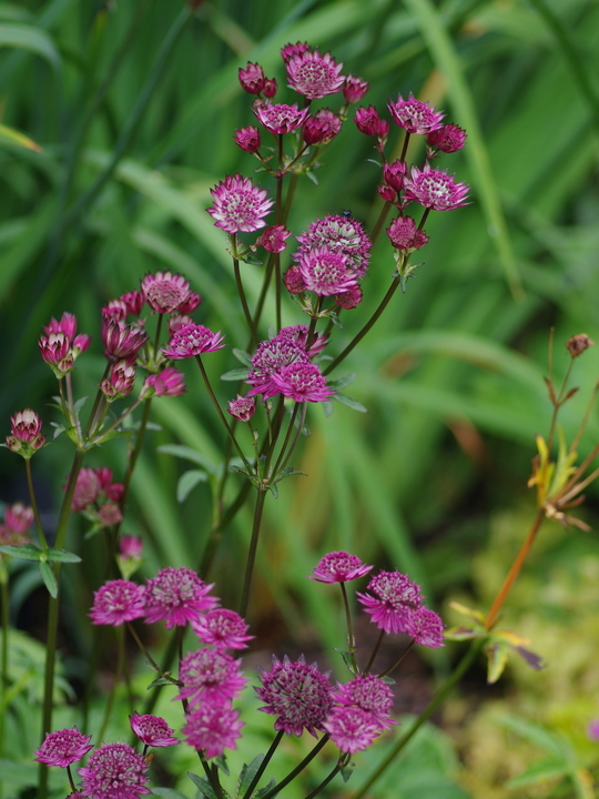 Astrantia 'Burgundy Manor'