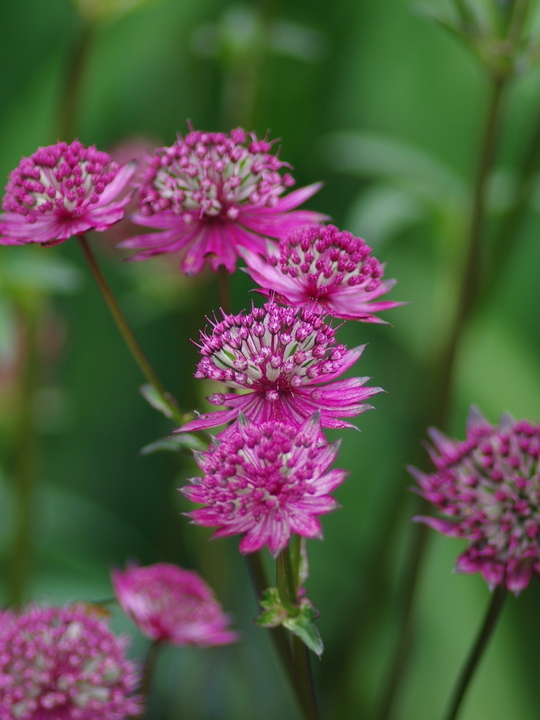 Astrantia 'Burgundy Manor'