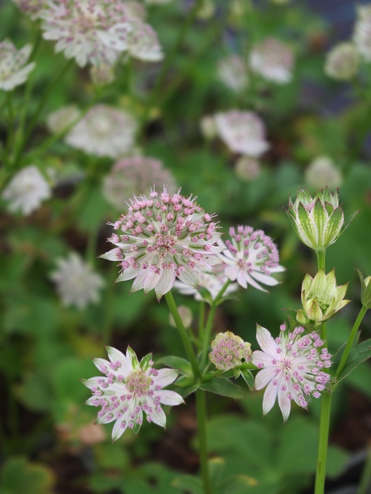 Astrantia major