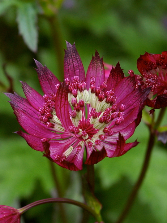 Astrantia major 'Claret'