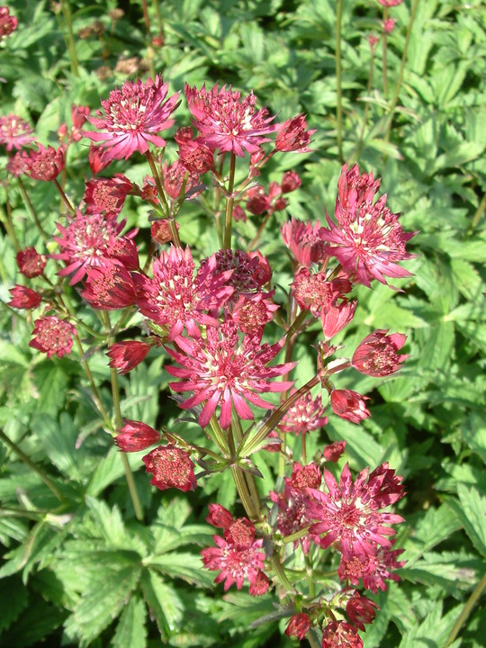 Astrantia major 'Claret'