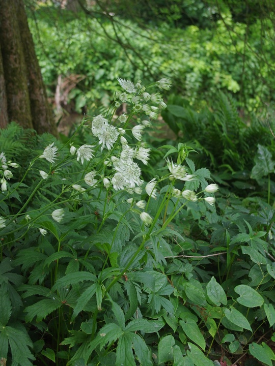 Astrantia major subsp. involucrata 'Shaggy'