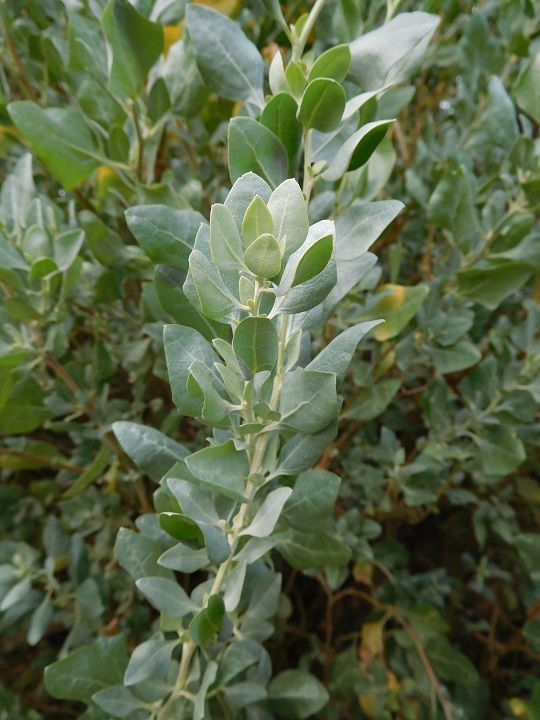 Atriplex halimus