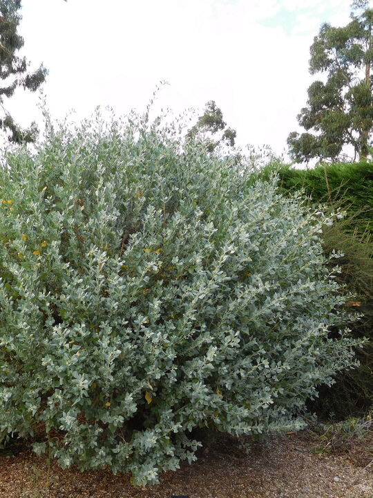 Atriplex halimus