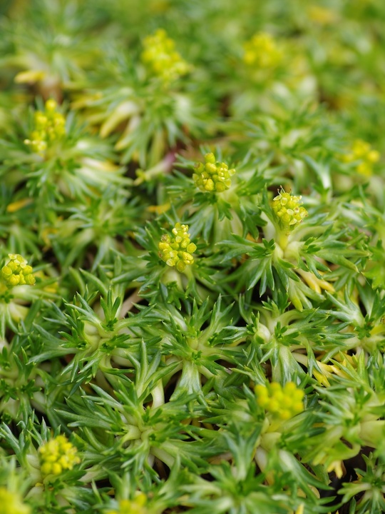Azorella trifurcata 'Nana'