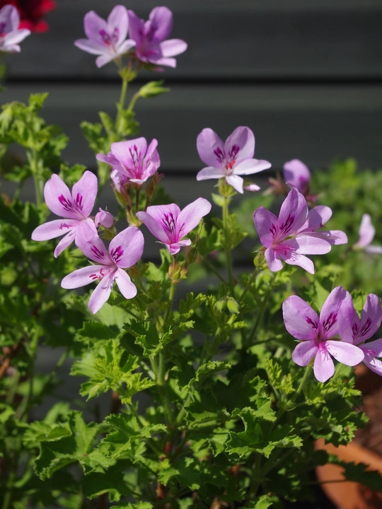 Pelargonium 'Prince of Orange'