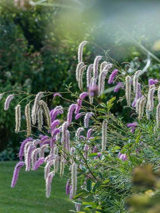 Sanguisorba hakusanensis 'Lilac Squirrel'
