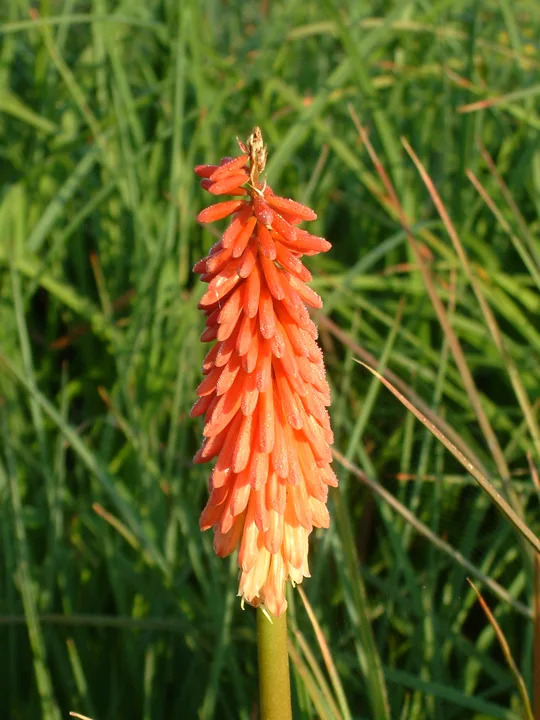 Kniphofia 'Strawberries and Cream'