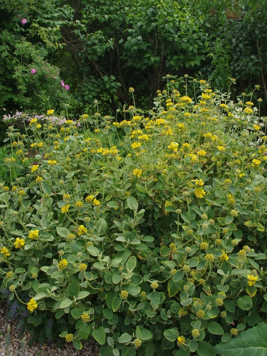 Phlomis chrysophylla