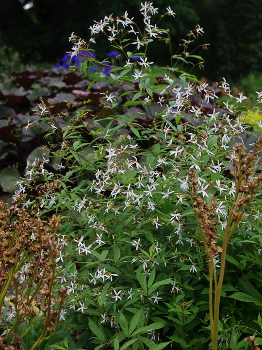 Gillenia trifoliata