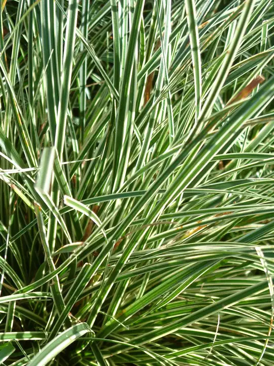 Carex oshimensis (Everest) ('Fiwhite')