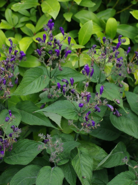 Strobilanthes atropurpurea