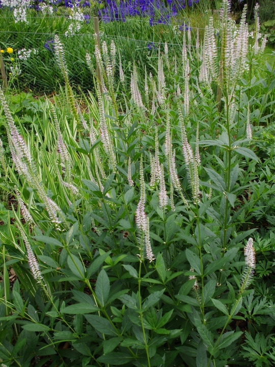 Veronicastrum virginicum 'Album'
