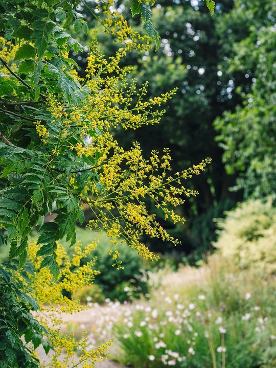Koelreuteria paniculata