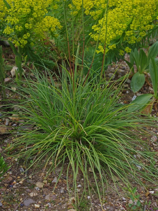 Chrysopogon gryllus