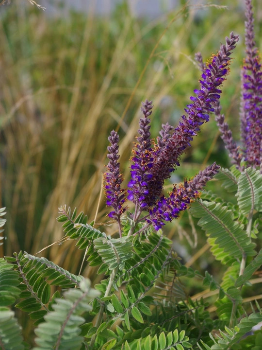 Amorpha canescens