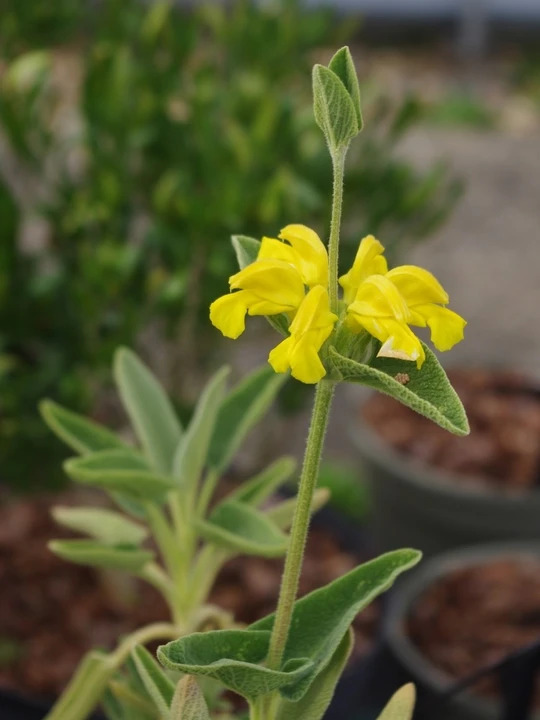 Phlomis monocephala