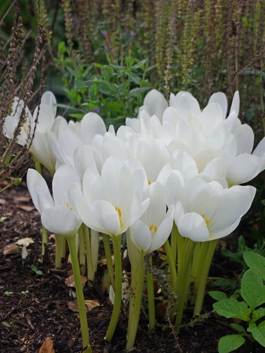 Colchicum autumnale 'Album' (DB)