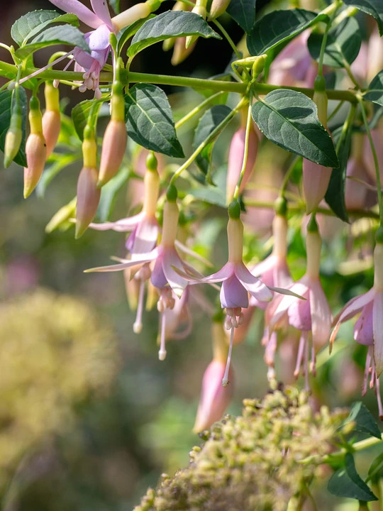 Fuchsia 'Whiteknights Pearl'