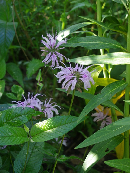 Monarda bradburyana