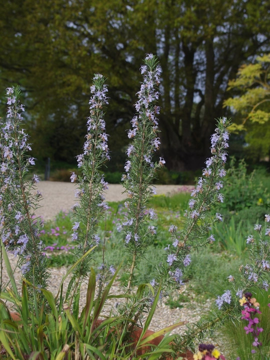 Salvia rosmarinus 'Miss Jessopp's Upright'