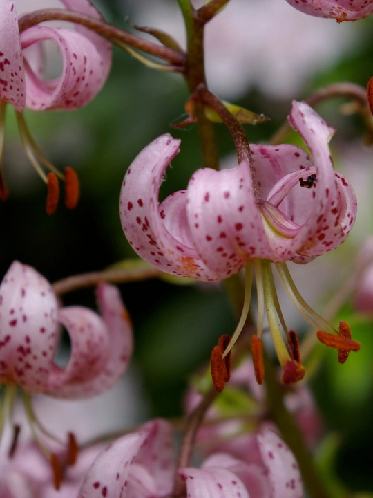 Lilium martagon