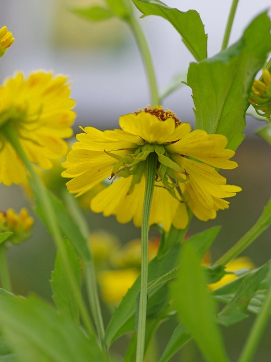 Helenium 'Riverton Beauty'