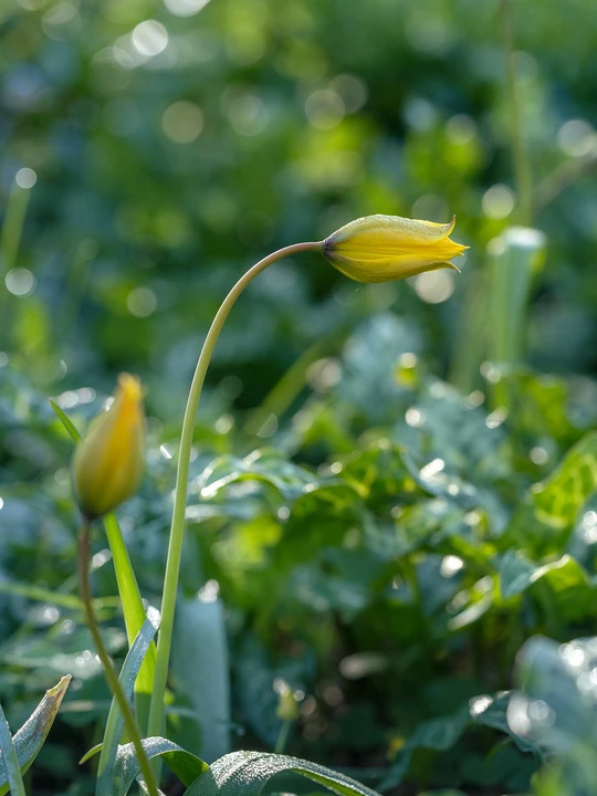 Tulipa sylvestris (5xDB)