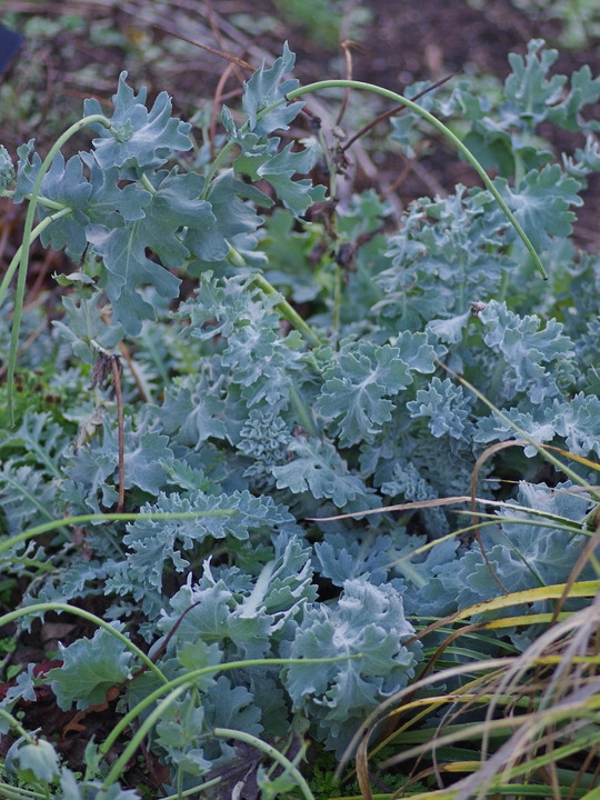 Glaucium flavum