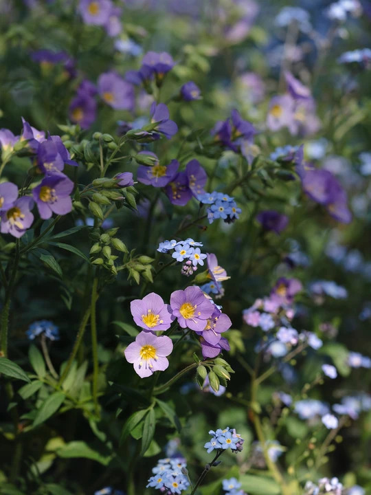 Polemonium 'Lambrook Mauve'