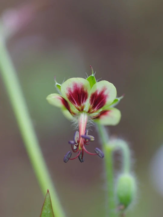 Geranium shensianum 1L (syn. refractum)