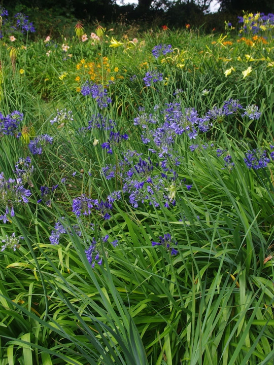 Agapanthus Headbourne hybrids