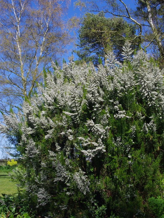 Erica arborea