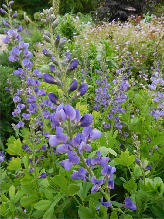 Baptisia Baptisia australis The Beth Chatto Gardens