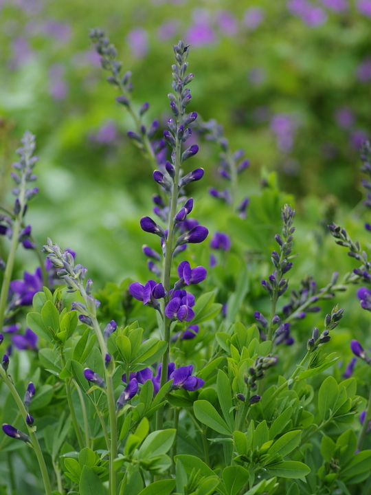 Baptisia australis