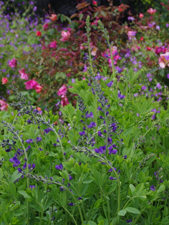 Baptisia australis