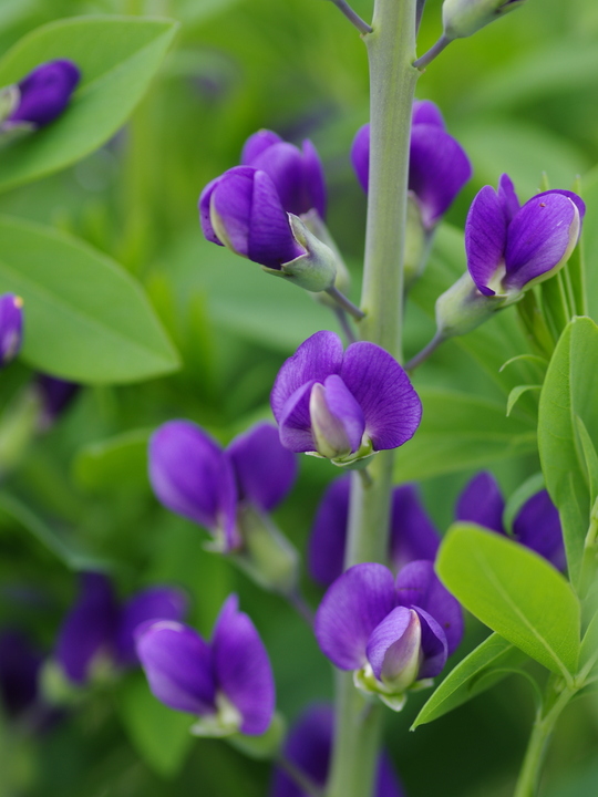 Baptisia australis 'Blueberry Sundae'