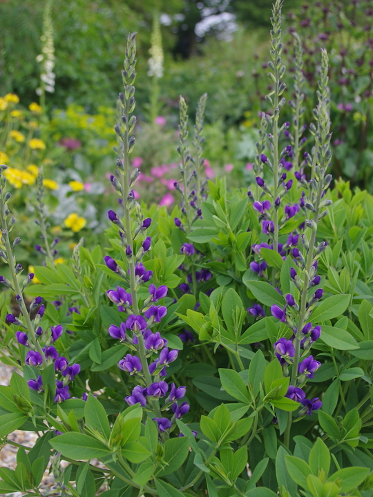 Baptisia australis 'Blueberry Sundae'