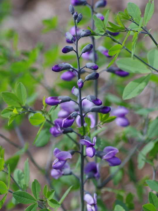 Baptisia 'Purple Smoke'