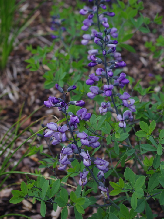 Baptisia 'Purple Smoke'