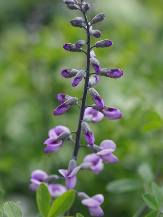 Baptisia 'Purple Smoke'