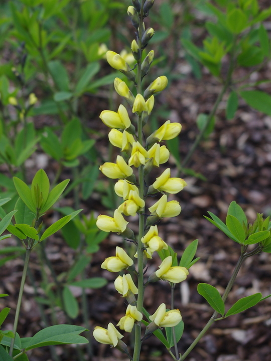 Baptisia 'Carolina Moonlight'