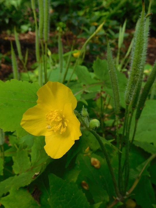 Stylophorum diphyllum